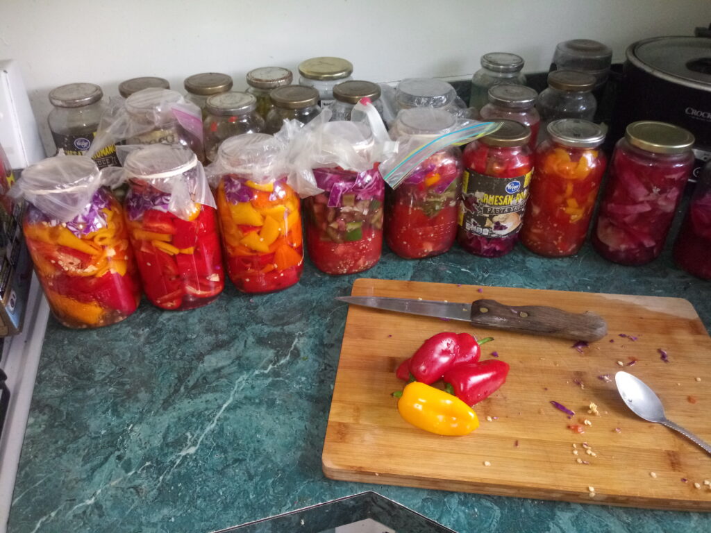 Lacto Fermented Baby Wax Peppers Salt Fermented Pickles