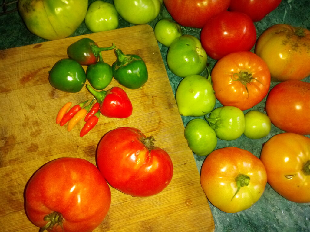 Tomatos Make excellent Lacto Fermented Bases for Healthy Antioxidant Abundant Eating
